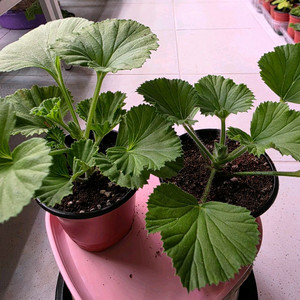 리갈제라늄 2종셋트 분양