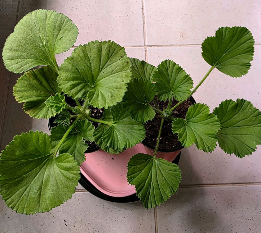 리갈제라늄 2종셋트 분양--1