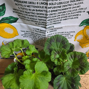 제라늄 2종분양 ㅡ 제우스의꽃 ㆍ마더스로즈