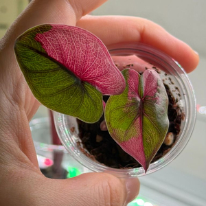 (무천이자구묘)알로카시아 유카탄프린세스 핑크 바리