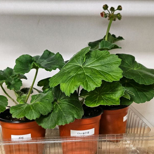 제라늄3종(봄볕,봄노을,choi골든몽)