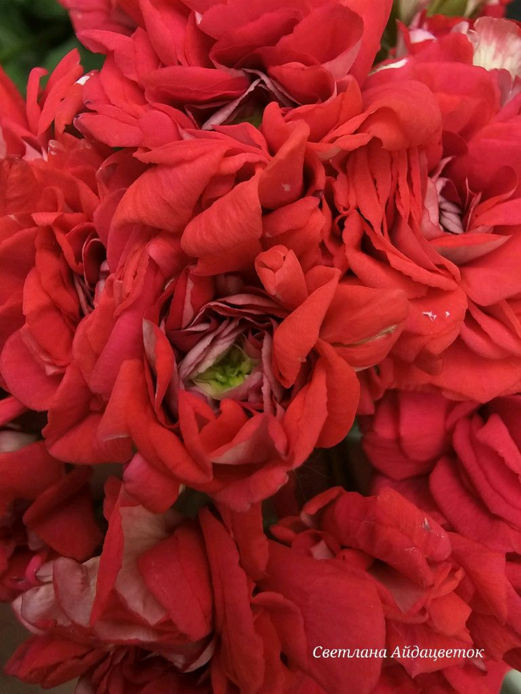 러시아제라늄 2종 세트--2