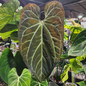 안스리움 레드군살 뮤테이션