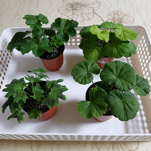 다나에외 제라늄3종