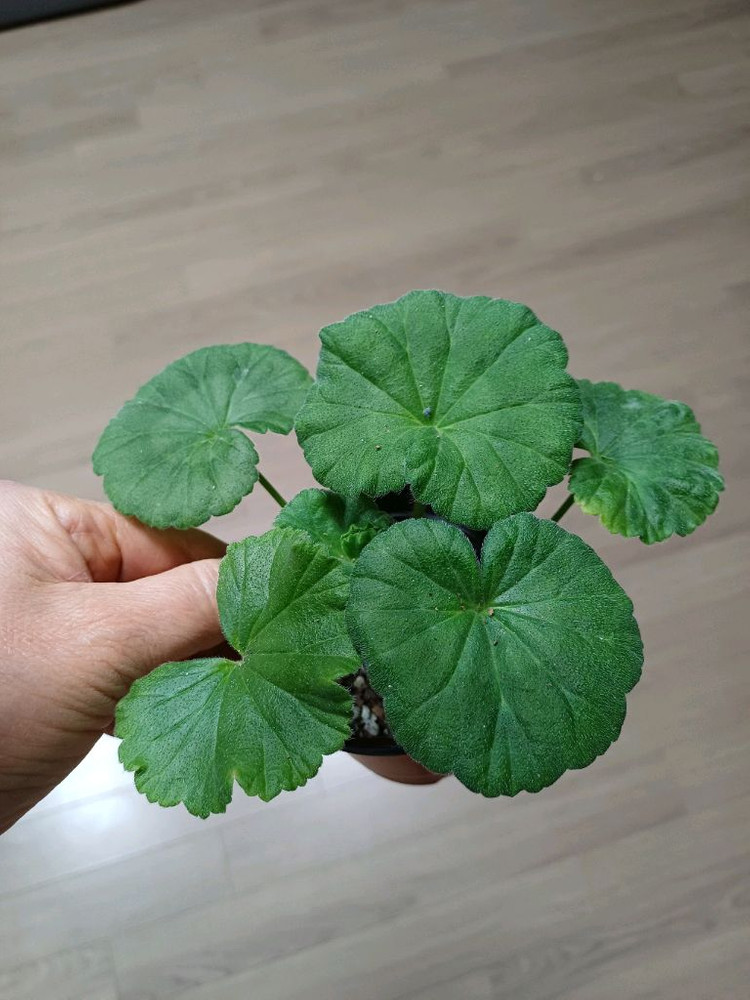 다나에외 제라늄3종--1