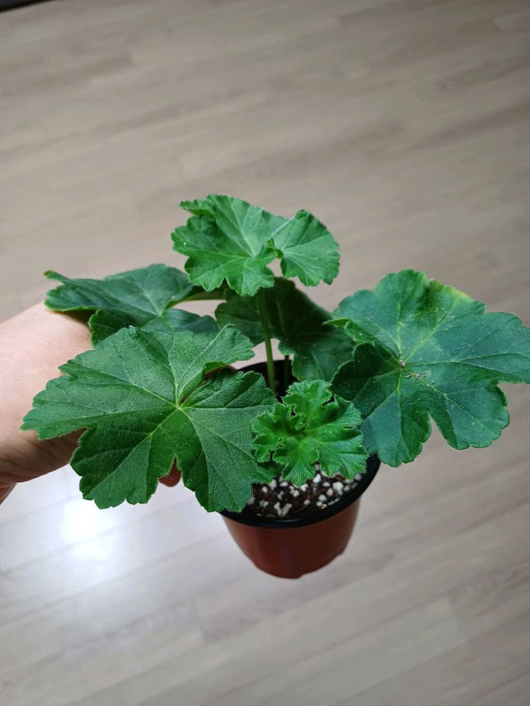 다나에외 제라늄3종--2