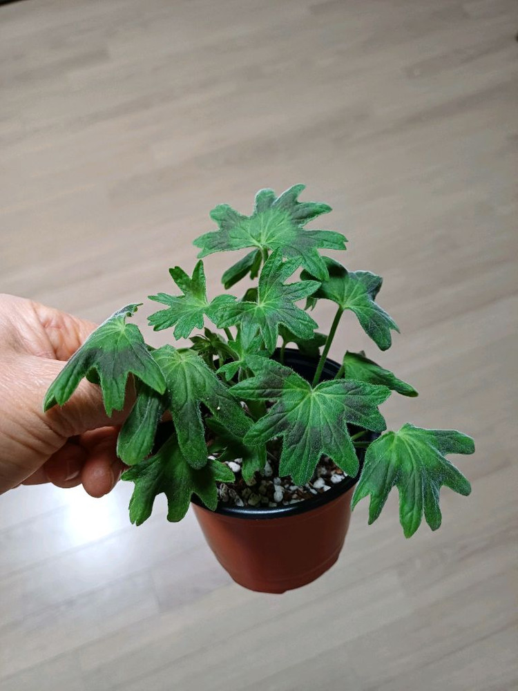 다나에외 제라늄3종--3