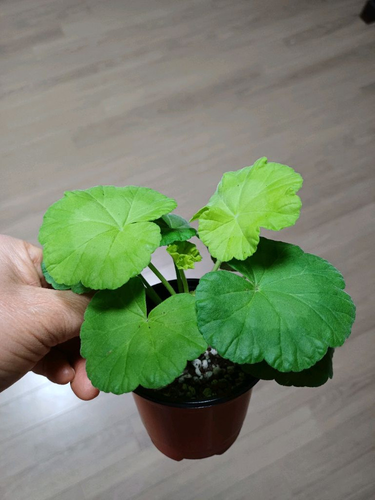 다나에외 제라늄3종--4