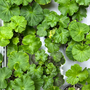 제라늄 개별분양(종류 많아요)