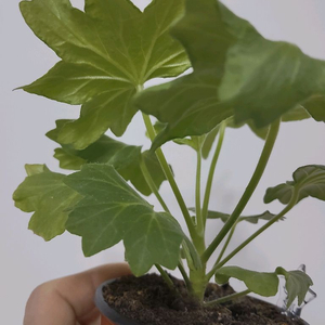 제라늄 수채화바람 스텔라제라늄1.8