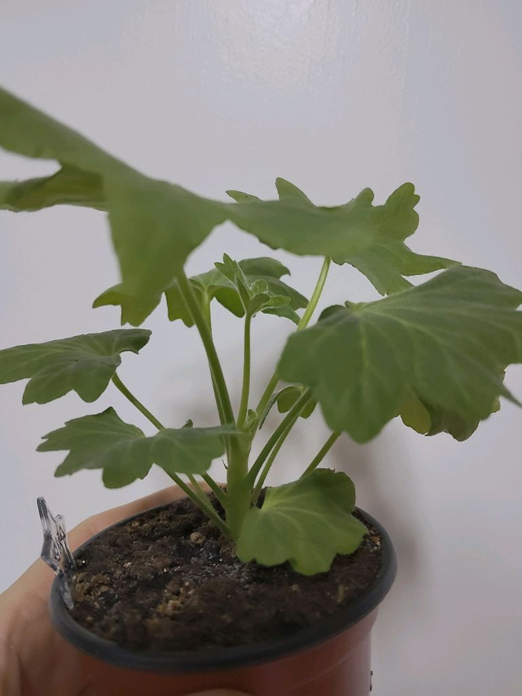 제라늄 수채화바람 스텔라제라늄1.8--1