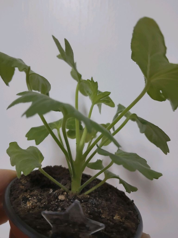 제라늄 수채화바람 스텔라제라늄1.8--2