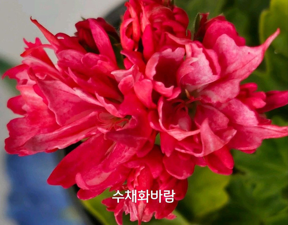 제라늄 수채화바람 스텔라제라늄1.8--3