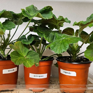 제라늄3종(엠마뉴엘,송오브골쵸바,메를레종)