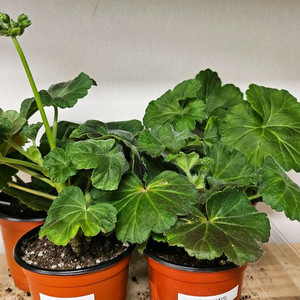 제라늄4종(쁘띠가히,미스블리자드,골든몽,봄볕)