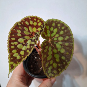 클로로스틱타 레드 베고니아