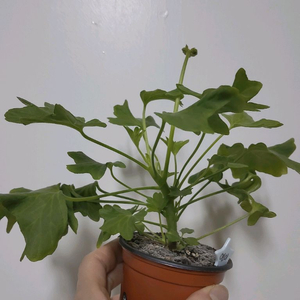 제라늄 연이 스텔라제라늄 꽃대 1.7