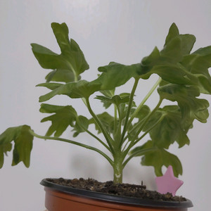 제라늄 로타룬드버그 스텔라제라늄 1.0