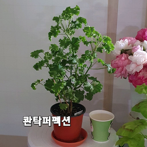 리길제라늄 ㅡ 콴탁퍼팩션