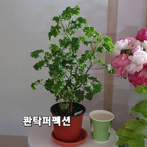 리길제라늄 ㅡ 콴탁퍼팩션