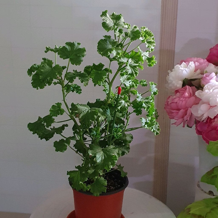 리길제라늄 ㅡ 콴탁퍼팩션--1