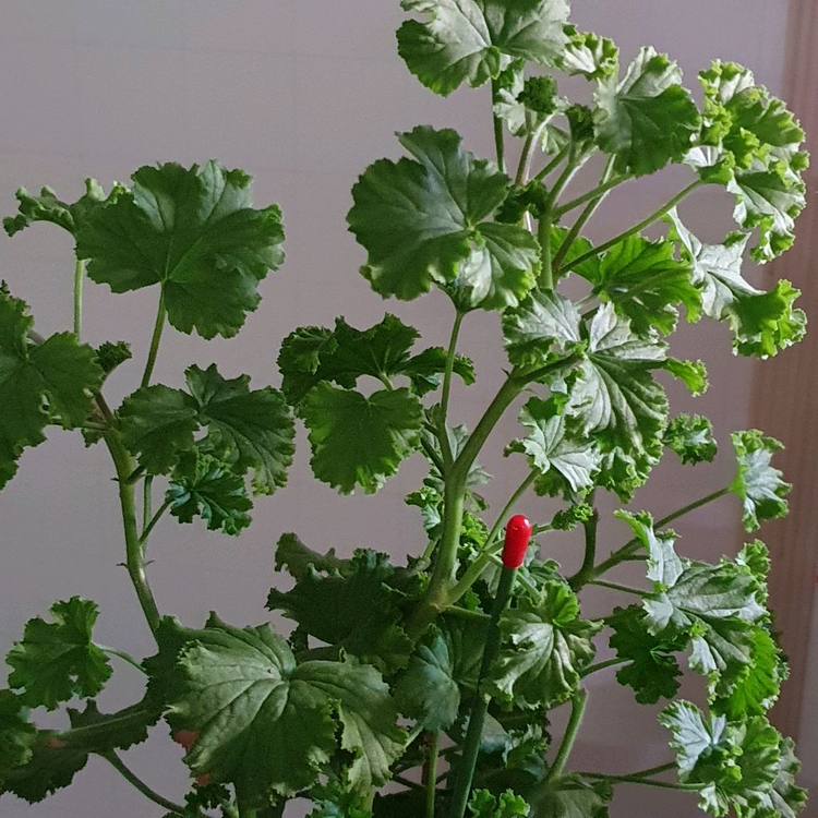 리길제라늄 ㅡ 콴탁퍼팩션--2