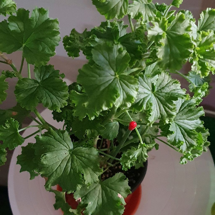 리길제라늄 ㅡ 콴탁퍼팩션--3