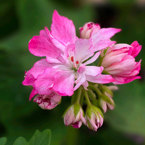 소녀추 스텔라 제라늄