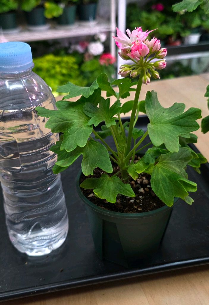 소녀추 스텔라 제라늄--1