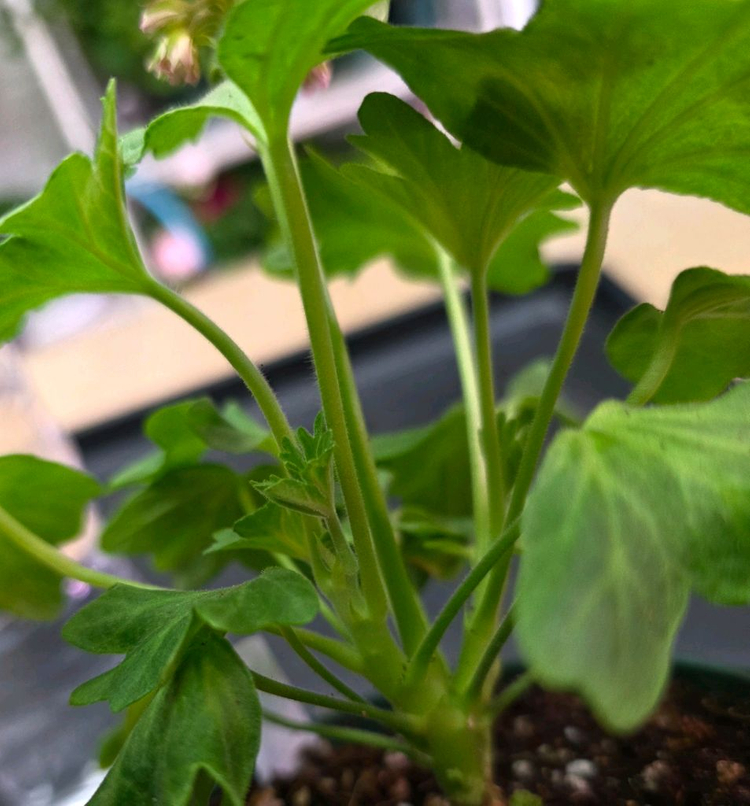 소녀추 스텔라 제라늄--3