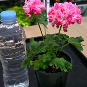 디어마이별사탕 스텔라 제라늄