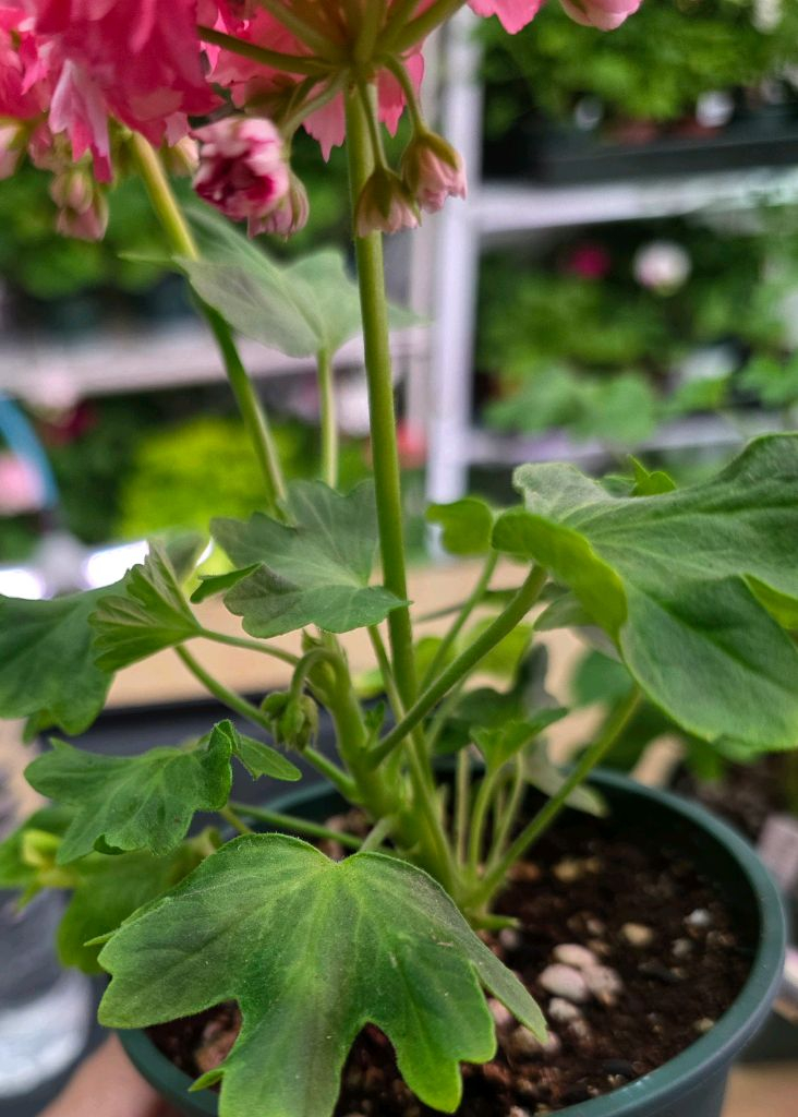 디어마이별사탕 스텔라 제라늄--1