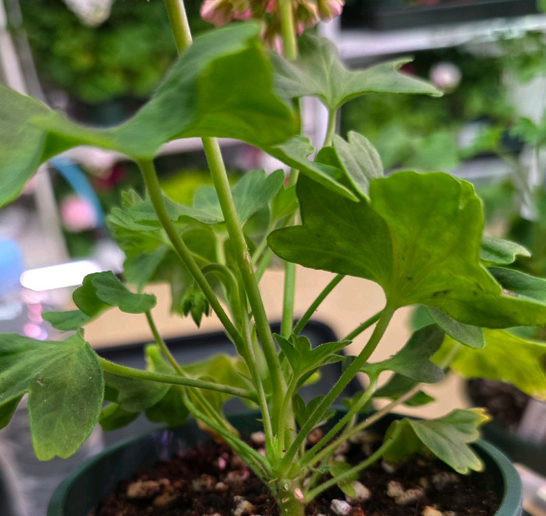 디어마이별사탕 스텔라 제라늄--2