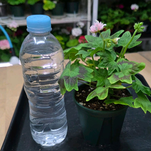 캔디프러스도넛 스텔라 제라늄