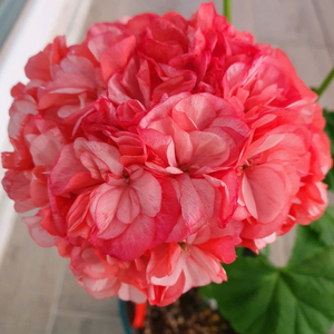 제라늄 홍소저 꽃대있음