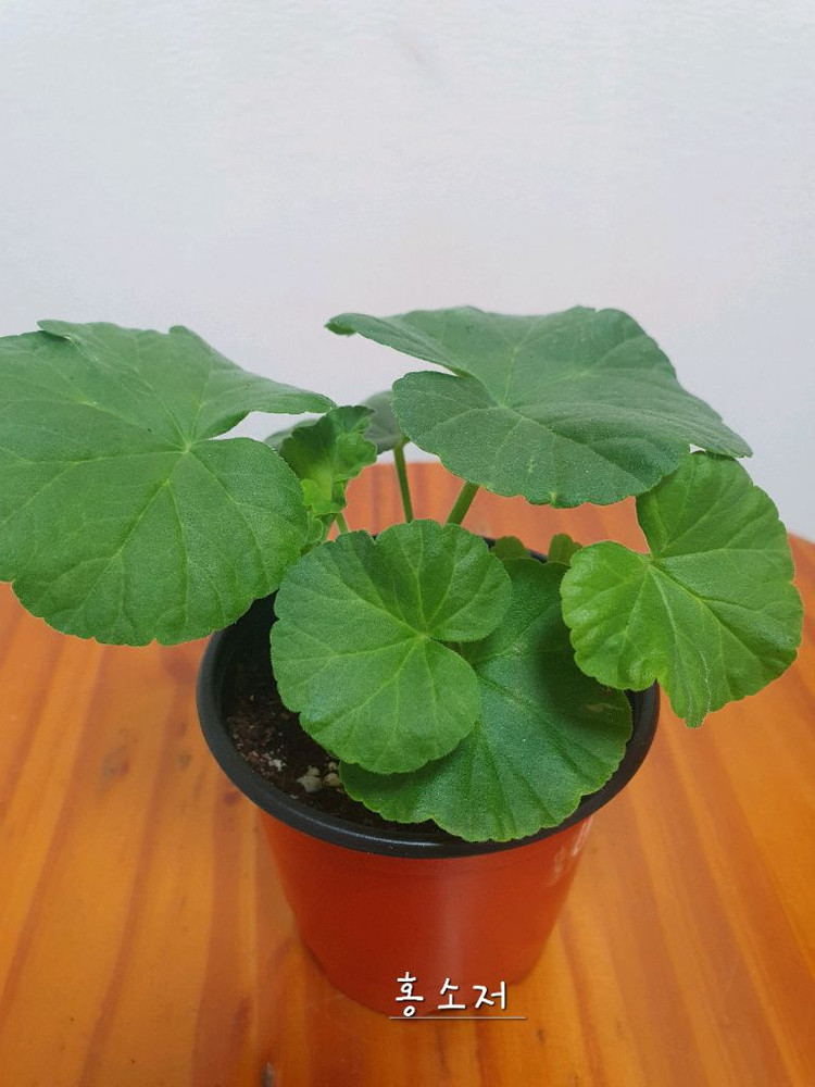 제라늄 홍소저 꽃대있음--1