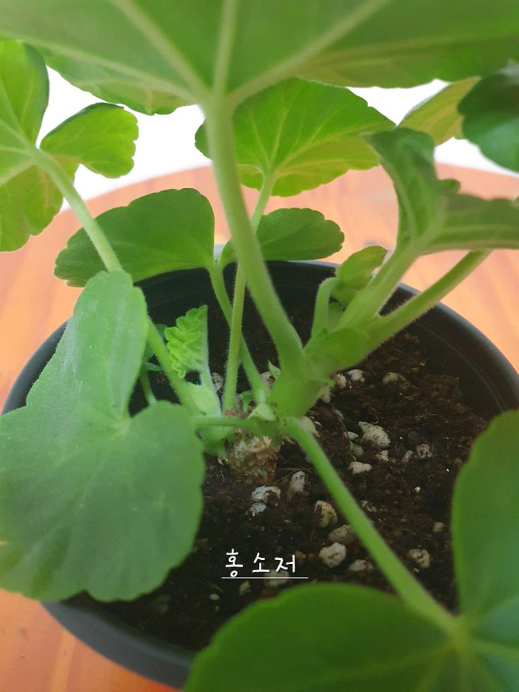 제라늄 홍소저 꽃대있음--2