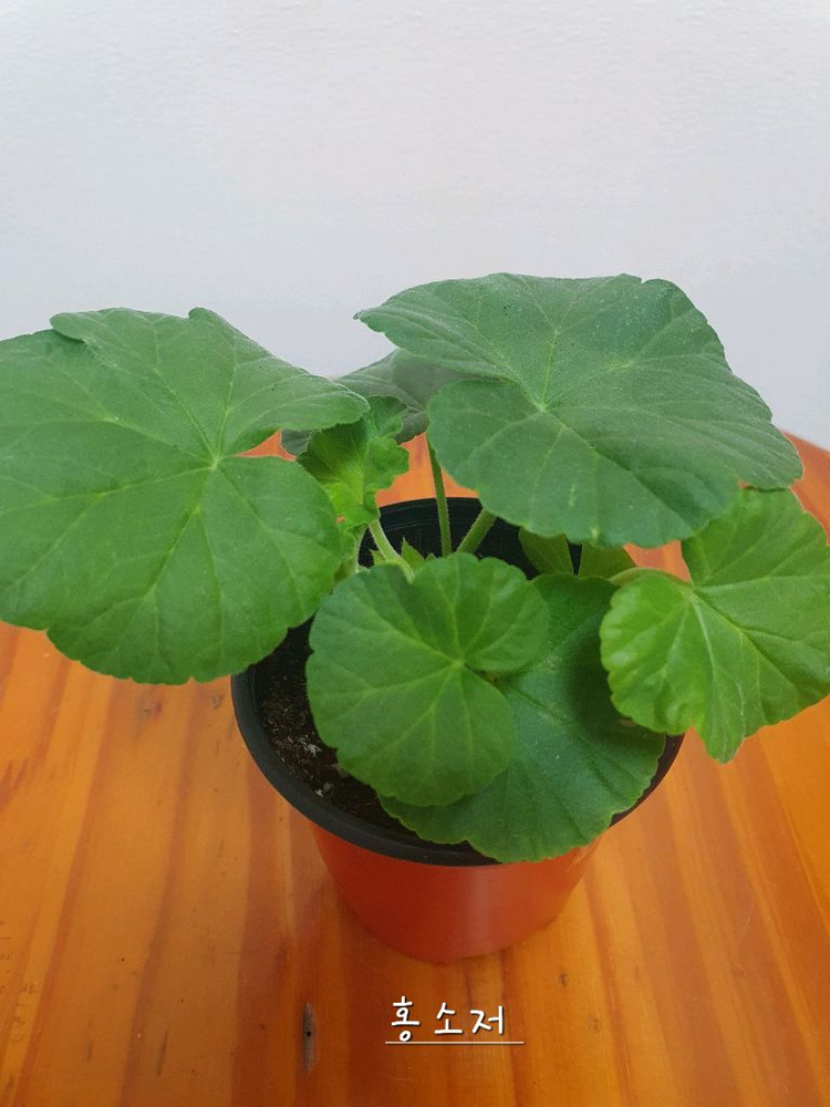 제라늄 홍소저 꽃대있음--3