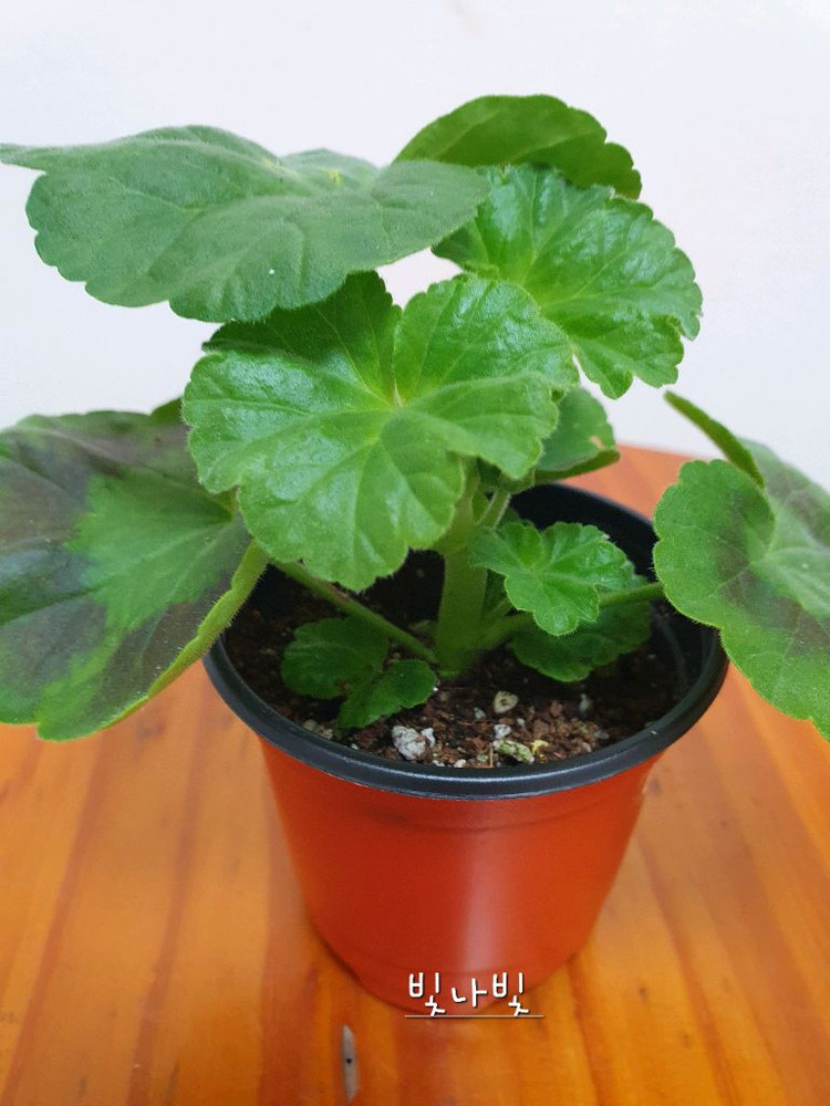 제라늄 빛나빛 꽃대있음--1