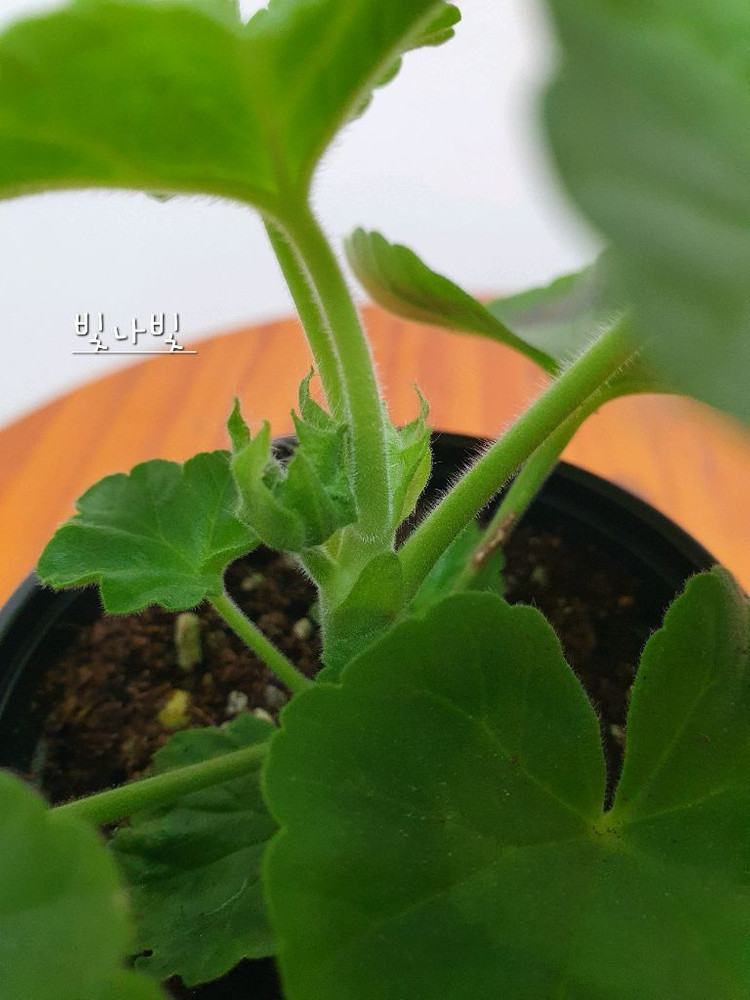 제라늄 빛나빛 꽃대있음--2