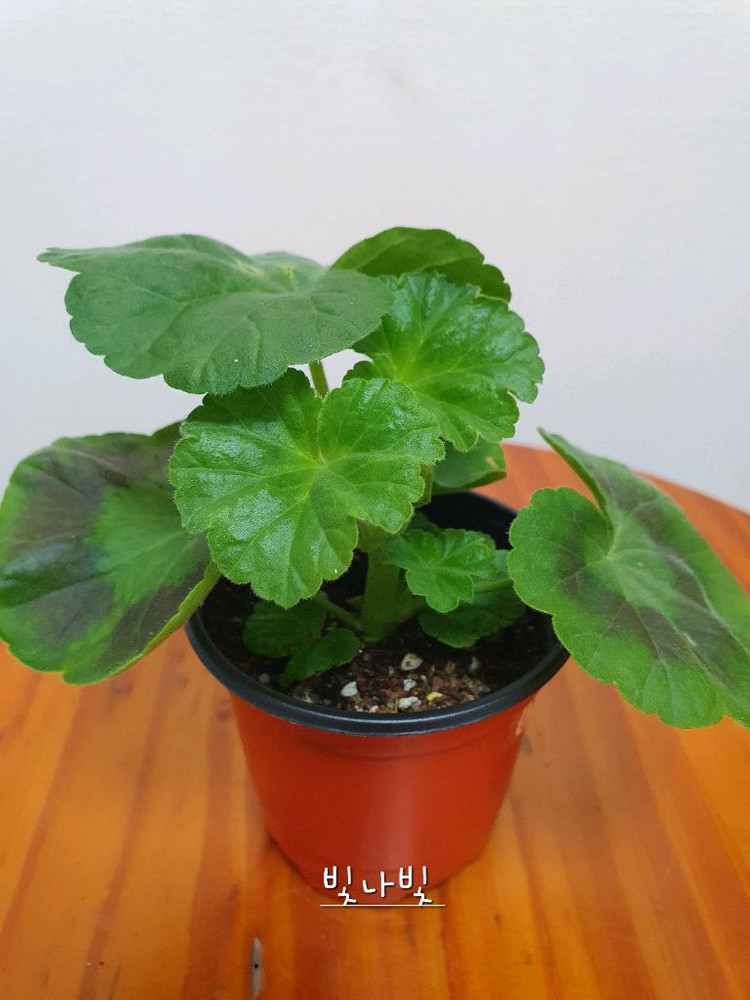 제라늄 빛나빛 꽃대있음--3