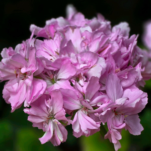 송일락 스텔라 제라늄