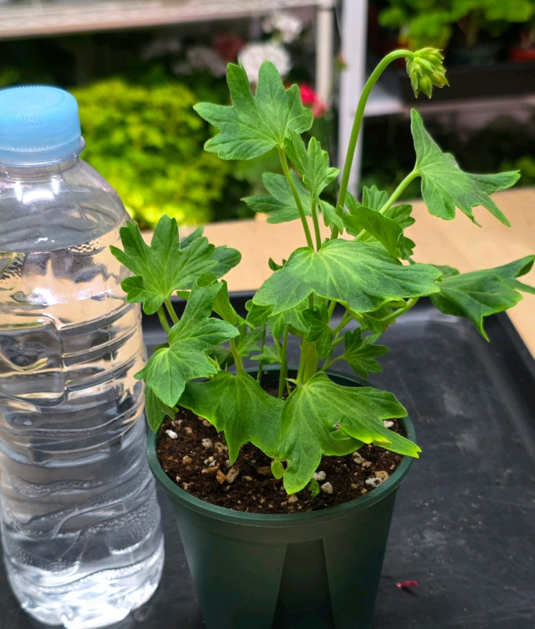 송일락 스텔라 제라늄--1