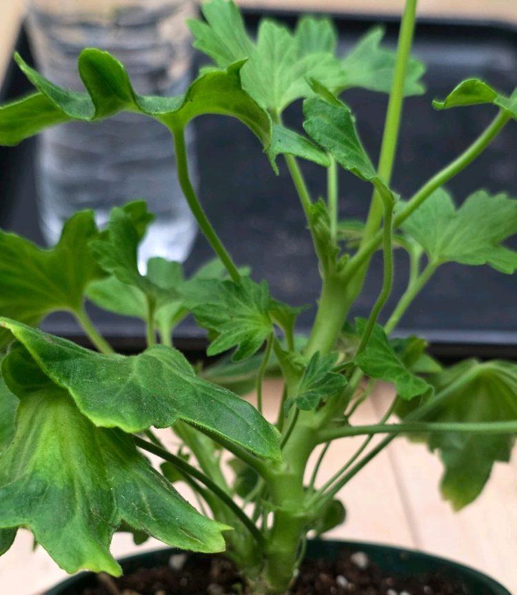 송일락 스텔라 제라늄--2