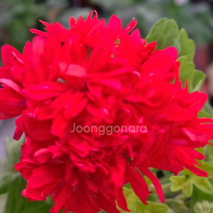 준페트리샤 스텔라 제라늄