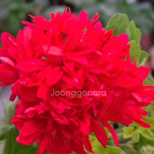 준페트리샤 스텔라 제라늄