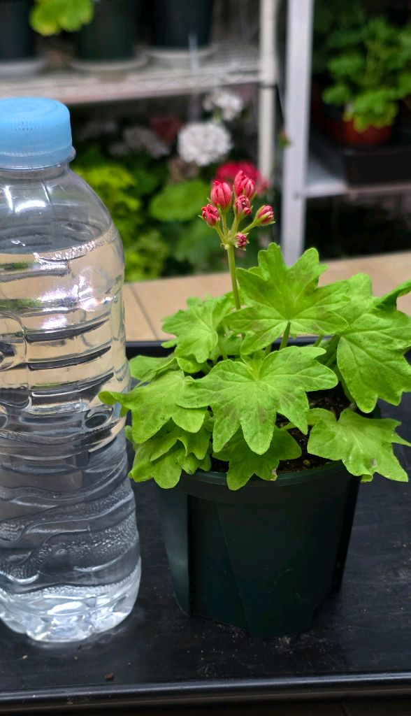 준페트리샤 스텔라 제라늄--1