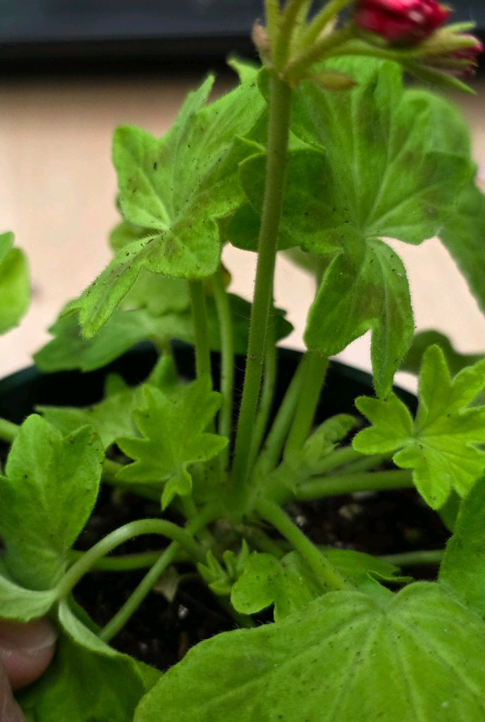 준페트리샤 스텔라 제라늄--2