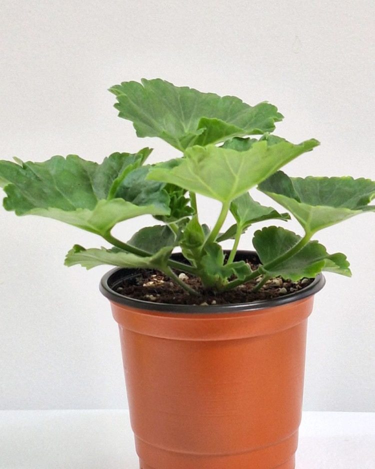 제라늄 프린스구스타프--1