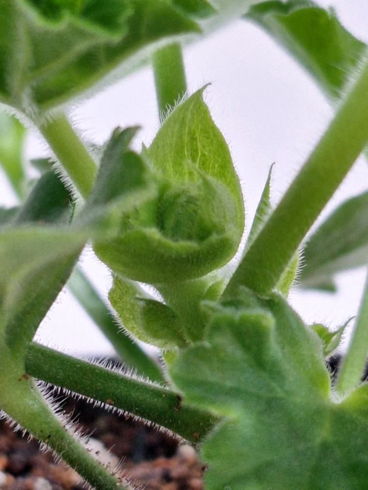 제라늄 프린스구스타프--3